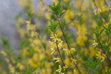 Beautiful spring flowers with colorful bokeh