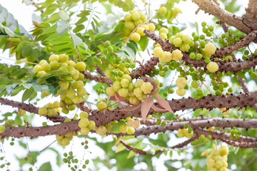 Star gooseberry or Phyllanthus acidus on tree in the garden on blur nature background.