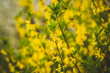 Beautiful spring flowers with colorful bokeh