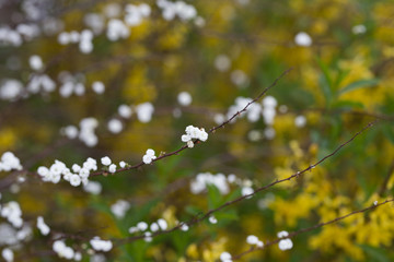 Beautiful spring flowers with colorful bokeh