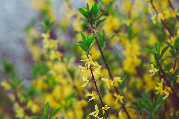 Beautiful spring flowers with colorful bokeh
