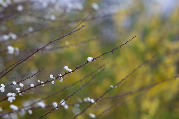 Beautiful spring flowers with colorful bokeh