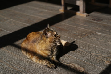 Obraz premium のんびり暮らす猫ちゃん