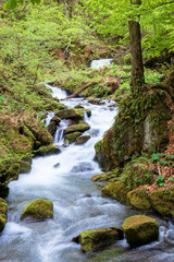 Naklejka na ściany i meble rapid water stream in the forest. powerful flow among the mossy rocks. beautiful nature scenery in spring. vivid green foliage on the trees