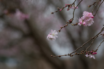 Beautiful spring flowers with colorful bokeh