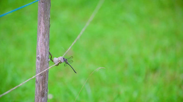 Clip of a dragonfly resting on a fence in a meadow in Topla Valley, Crna na Koroskem, Slovenia
