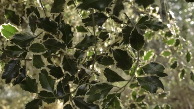 Dark green holly overhanging in woodland  zoom in close up shot
