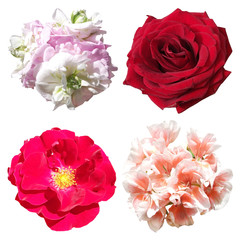 Set of pelargoniums and roses isolated on a white background