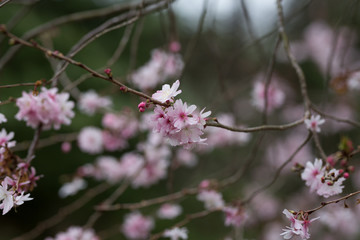 Beautiful spring flowers with colorful bokeh