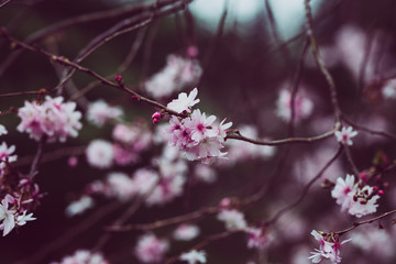 Beautiful spring flowers with colorful bokeh