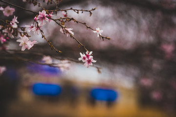 Beautiful spring flowers with colorful bokeh
