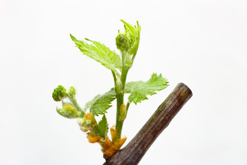 Blossoming seedlings of a vine on a white background. The growth of young grapes leaves in the...