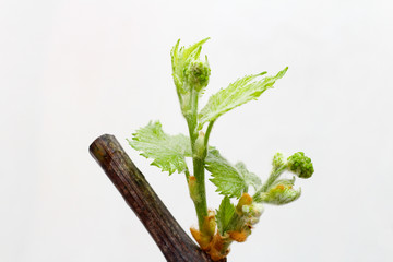 Blossoming seedlings of a vine on a white background. The growth of young grapes leaves in the...