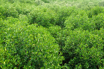 Mangrove forests in Pranburi ,Thailand