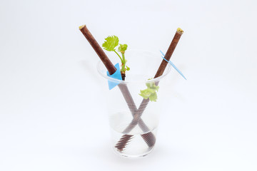 Blossoming seedlings of a vine on a white background. The growth of young grapes leaves in the nursery.
