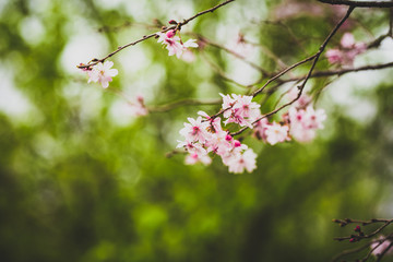 Beautiful spring flowers with colorful bokeh