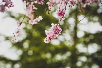 Obraz premium Beautiful spring flowers with colorful bokeh