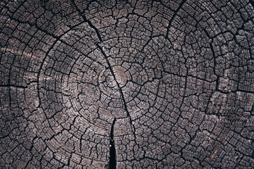 brown and orange tones of a felled tree trunk or stump. Rough organic texture of tree rings with close up of end grain.