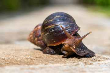 Big snail in shell crawling on road, summer day in garden