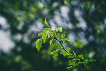 Beautiful green spring flowers with colorful bokeh
