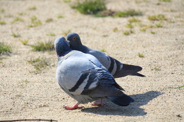 カワラバトの求愛給餌