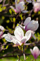 magnolia flowers closeup on a branch. beautiful blossoming garden background in springtime.