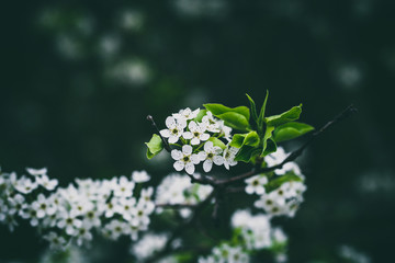 Beautiful spring flowers with colorful bokeh