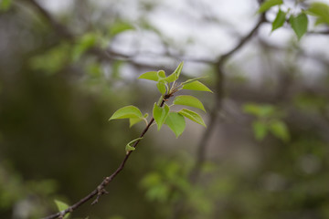 Beautiful green spring flowers with colorful bokeh