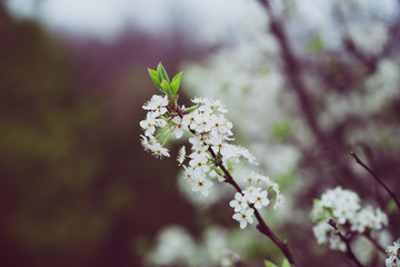 Beautiful spring flowers with colorful bokeh