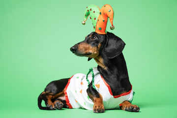 Cute black and tan dachshund in colorful clown harlequin hat with bells and pretty t-shirt, laying.