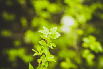 Beautiful green spring flowers with colorful bokeh