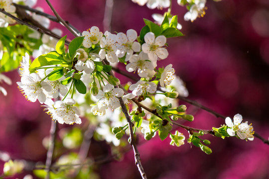 white apple blossom on a magenta background. tender flowers on the branches in spring. warm sunny weather