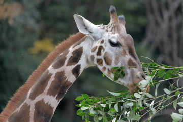 キリン　顔　食事