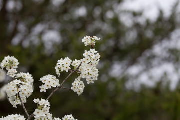 Beautiful spring flowers with colorful bokeh