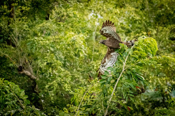 Eagle spreading wings lifting off from tree