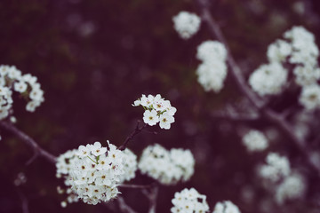 flowers on a branch