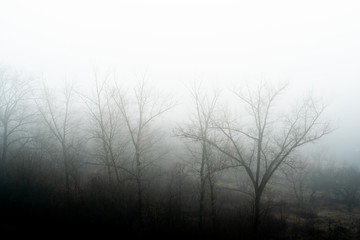 Bare trees in dense fog. Landscape in a haze of fog.