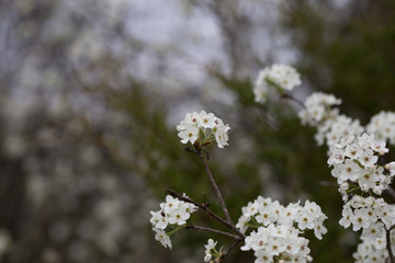 Beautiful spring flowers with colorful bokeh