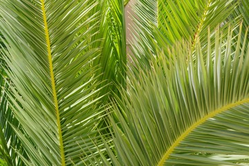 Green leaf of palm tree close up. Floral abstract texture background