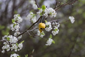 Beautiful spring flowers with colorful bokeh