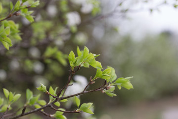 Beautiful green spring flowers with colorful bokeh