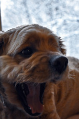 portrait of a Cocker Spaniel dog on a bright Sunny background