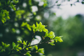 Beautiful green spring flowers with colorful bokeh