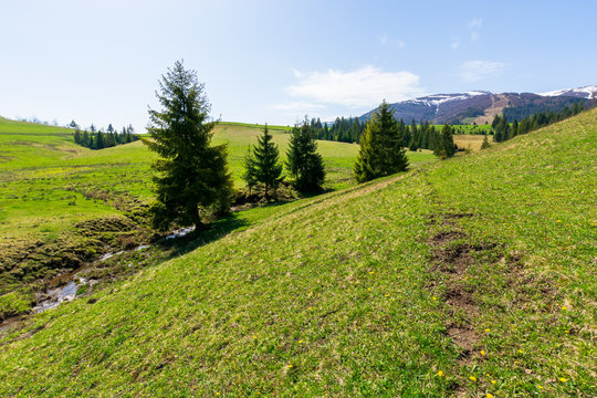 valley of borzhava mountain ridge in springtime. small brook among spruce trees on the green grassy meadow. wonderful rural landscape on a bright sunny day. snow on the summits