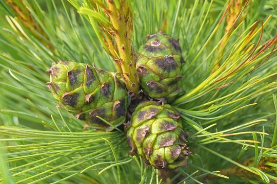 Cones of Siberian dwarf pine ( Pinus pumila )