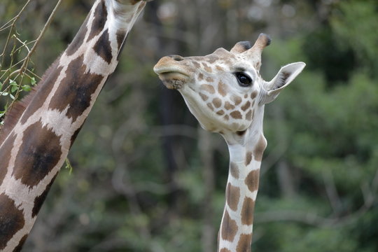 511 Best アミメキリン Images Stock Photos Vectors Adobe Stock