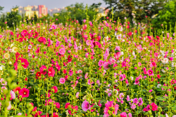 Fototapeta premium Hollyhock flowers in a park in luannan county, hebei province, China