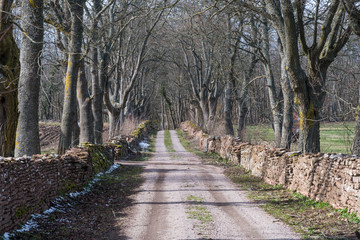 Country road surrounded by dry stone walls