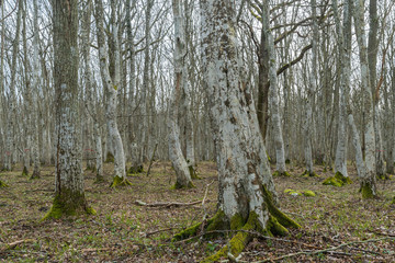 Old Hornbeam forest
