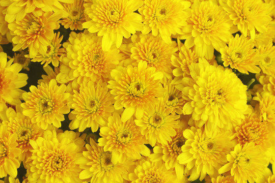 Beautiful dandelion background, yellow flowers is blooming in the garden.